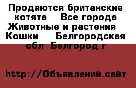 Продаются британские котята  - Все города Животные и растения » Кошки   . Белгородская обл.,Белгород г.